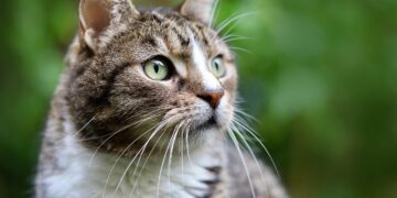 Secrets to a Balanced Cat Diet