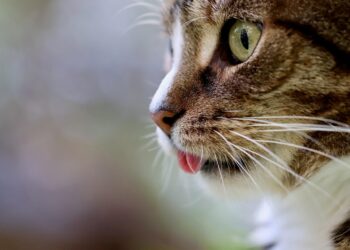 Essential Cat Care Tips for a Happy