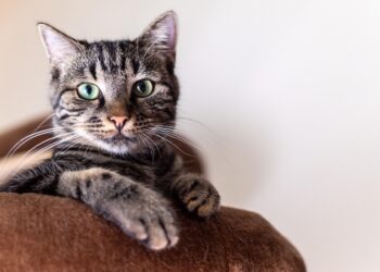 Essential Cat Care Tips: Nutrition