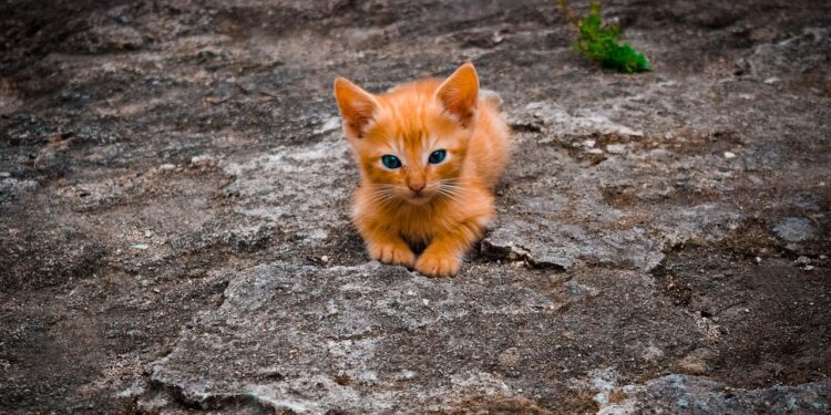 Mastering Commands with Small Allergy-Friendly Felines