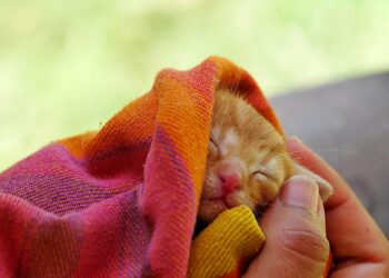 Top Choices in Cat Food for Picky Eaters