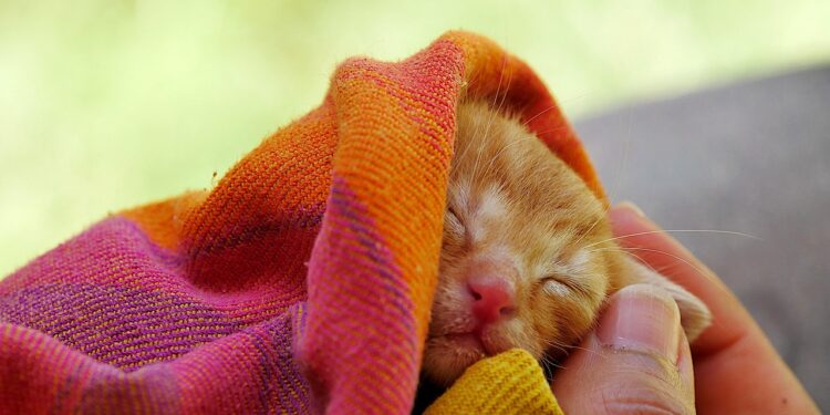 Top Choices in Cat Food for Picky Eaters