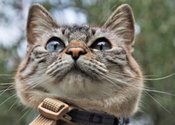 Exploring the Great Outdoors: The Benefits of Using a Leash for Cats