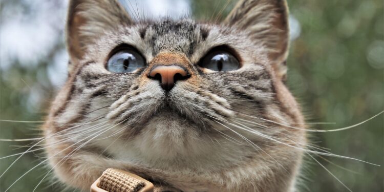 Exploring the Great Outdoors: The Benefits of Using a Leash for Cats