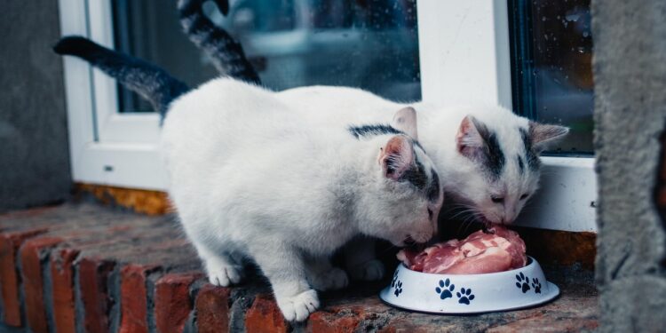 Top Foods for Senior Cats with Digestive Problems