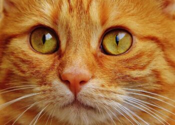 Vaccination Protocols for Cats: A Guide through Ages