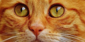 Vaccination Protocols for Cats: A Guide through Ages