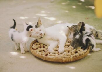 The Ultimate Guide to Choosing a Small Hypoallergenic Cat