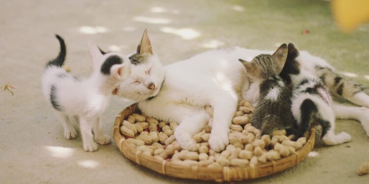 The Ultimate Guide to Choosing a Small Hypoallergenic Cat