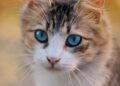 Exploring Small Hypoallergenic Cats: Breeds for Allergy Sufferers