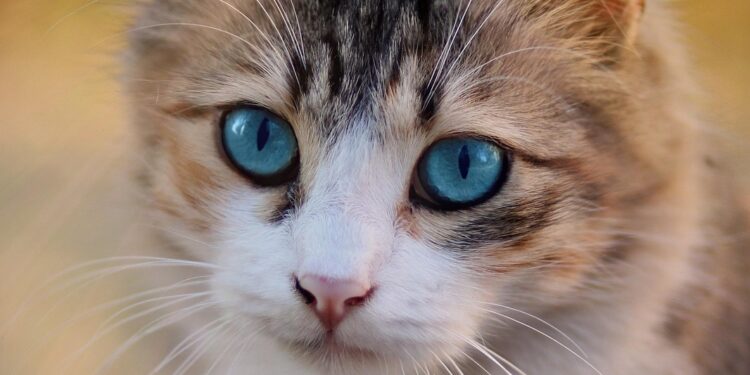 Exploring Small Hypoallergenic Cats: Breeds for Allergy Sufferers