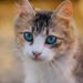 Exploring Small Hypoallergenic Cats: Breeds for Allergy Sufferers