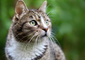 Space-Savvy Pets: Choosing the Right Cat for Your Apartment