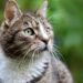 Space-Savvy Pets: Choosing the Right Cat for Your Apartment