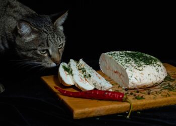 Top Choices in Cat Food for Weight Loss Without Chicken