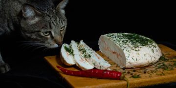 Top Choices in Cat Food for Weight Loss Without Chicken