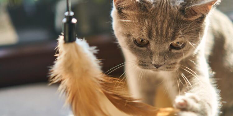 Unveiling the Charm of Miniature Allergy-Friendly Felines