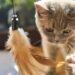 Unveiling the Charm of Miniature Allergy-Friendly Felines