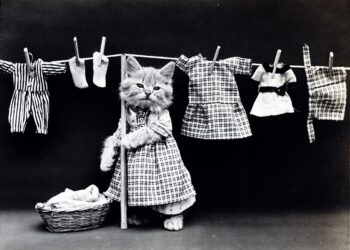 Feline Fashion Fiesta