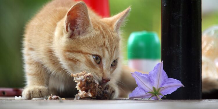 Optimal Cat Food Choices for Weight Loss and Allergy Management
