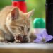 Optimal Cat Food Choices for Weight Loss and Allergy Management