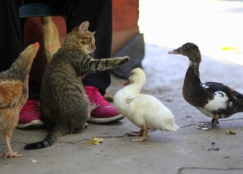 Soft Delights: Best Food Options for Older Toothless Cats