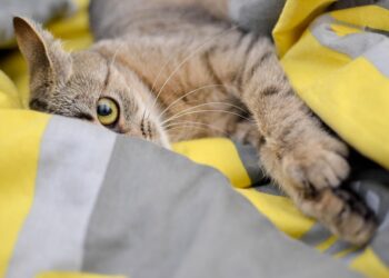 Solo-Friendly Felines: Ideal Apartment Cats for the Solo Dweller