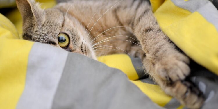 Solo-Friendly Felines: Ideal Apartment Cats for the Solo Dweller