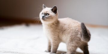 The Quiet Charm of Hypoallergenic Mini Cats