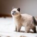 The Quiet Charm of Hypoallergenic Mini Cats
