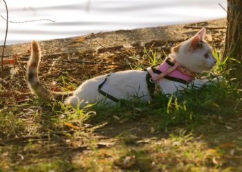 Mastering the Art of Cat Leash Training
