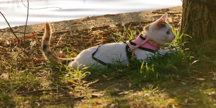 Mastering the Art of Cat Leash Training