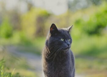 Top Breeds of Non-Shedding Cats for Apartment Living