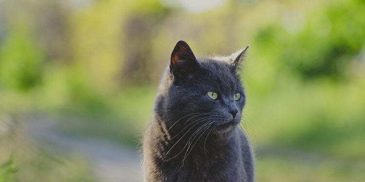 Top Breeds of Non-Shedding Cats for Apartment Living