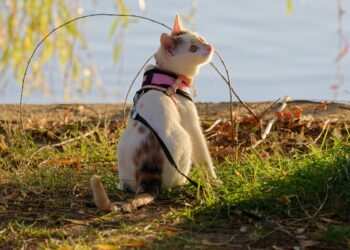 Exploring the Great Outdoors: Unleashing the Benefits of Leash Training Your Cat