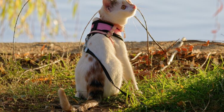 Exploring the Great Outdoors: Unleashing the Benefits of Leash Training Your Cat