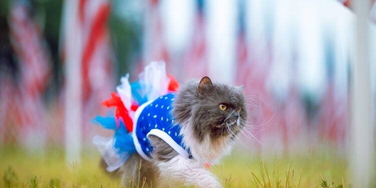 Stylish Strides: Exploring Trendy Outfits for Petite Felines