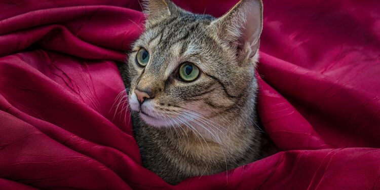 Purr-fect Fits: Discovering the Best Small Cat Clothes