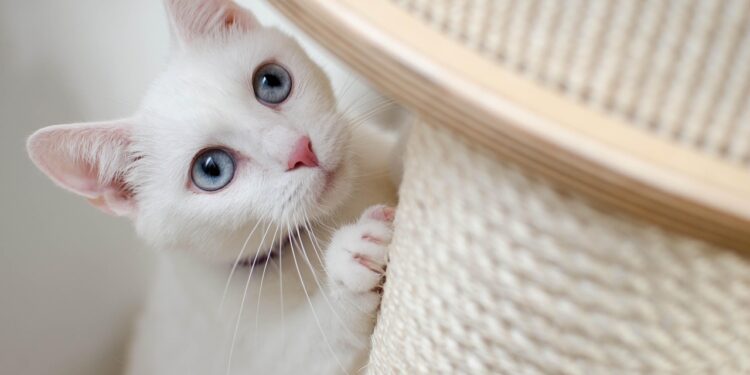 The Truth About Commercial Cat Foods: Safety and Nutrition