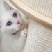 The Truth About Commercial Cat Foods: Safety and Nutrition