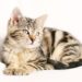 Dealing with Cat Allergies: Diagnose and Treatments