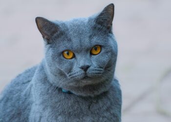 Decoding Cat Behavior: A Comprehensive Guide