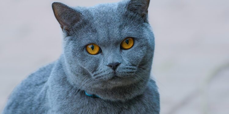 Decoding Cat Behavior: A Comprehensive Guide