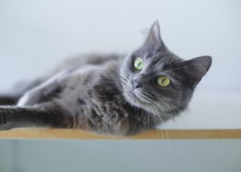 Top Independent Cat Breeds for Apartment Living