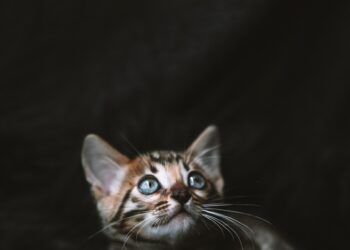 Training Made Easy: The Best Hypoallergenic Small Cats