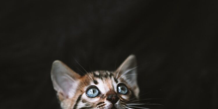 Training Made Easy: The Best Hypoallergenic Small Cats