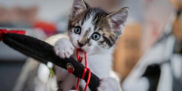 Pouncing Playtime: Exploring the Best Cat Balls for Endless Fun