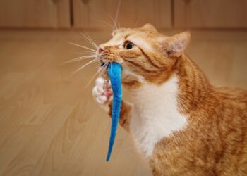 Whiskers at Play: Exploring the Dynamics between Cats and Balls