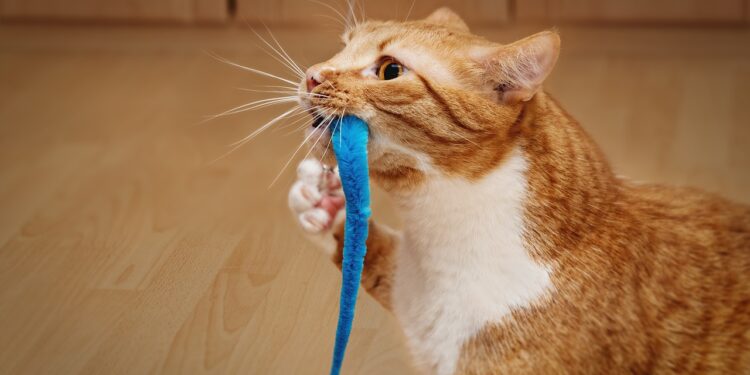 Whiskers at Play: Exploring the Dynamics between Cats and Balls