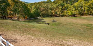 Understanding Feline Behavior: How Vaccinations Influence Your Cat's Mood and Activity